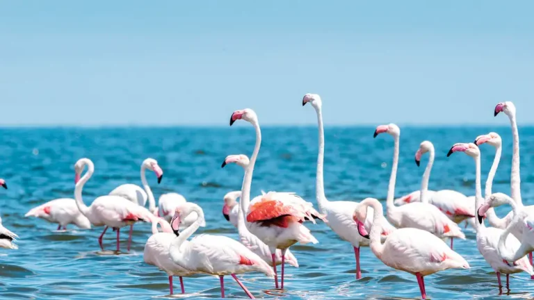 Flamingos na Ria Formosa